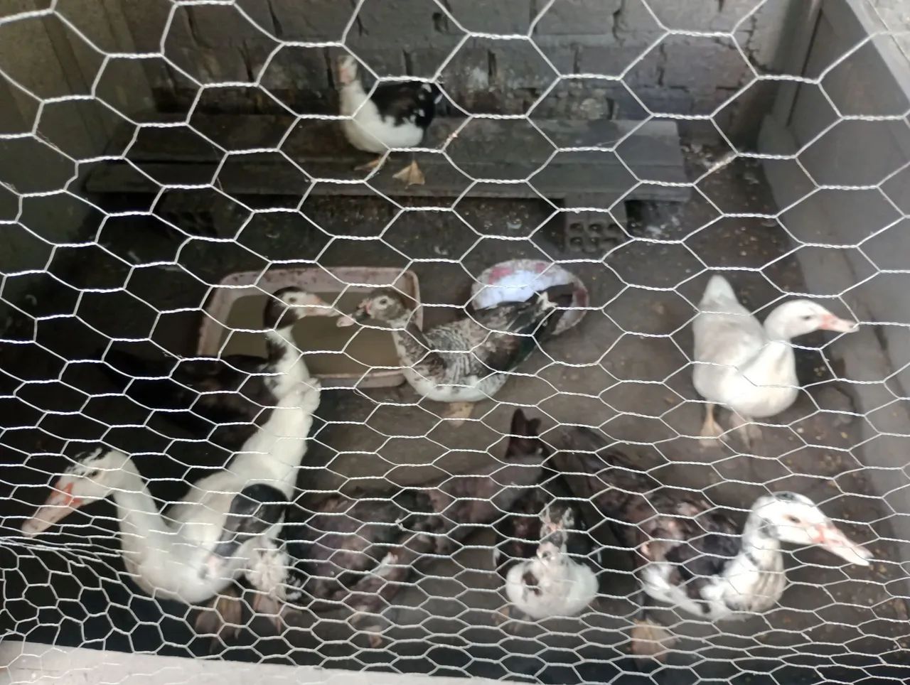 Patos - Foto 5