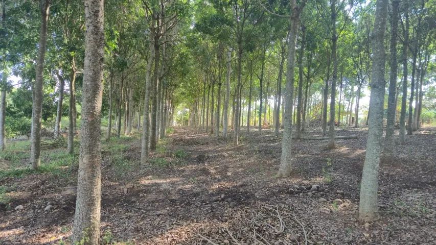 Propriedade com dois hectares em Jurupema - Foto 4