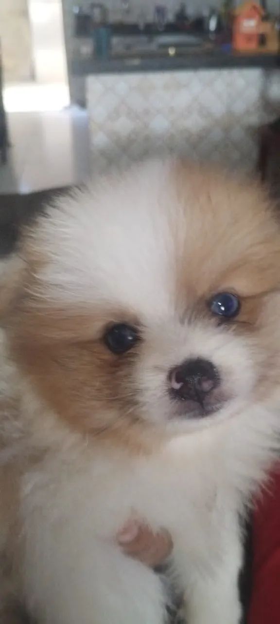 Cachorro spitz  - Foto 5
