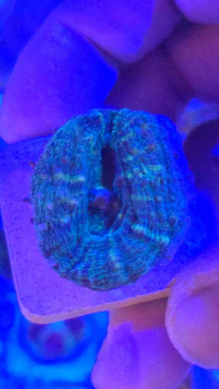 Aquário com sump lateral  - Foto 4