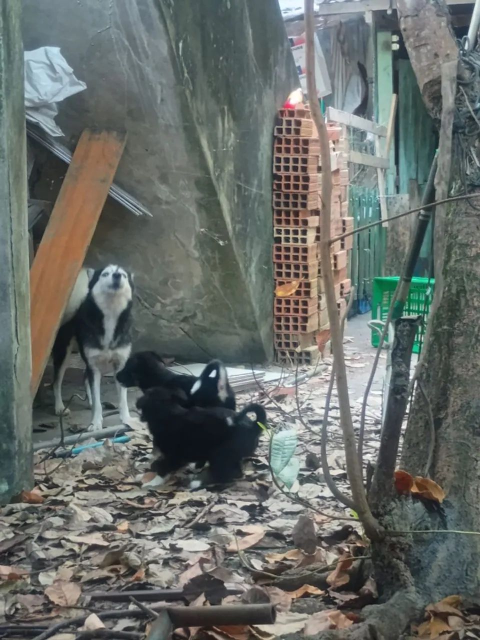 Doação  - Foto 3