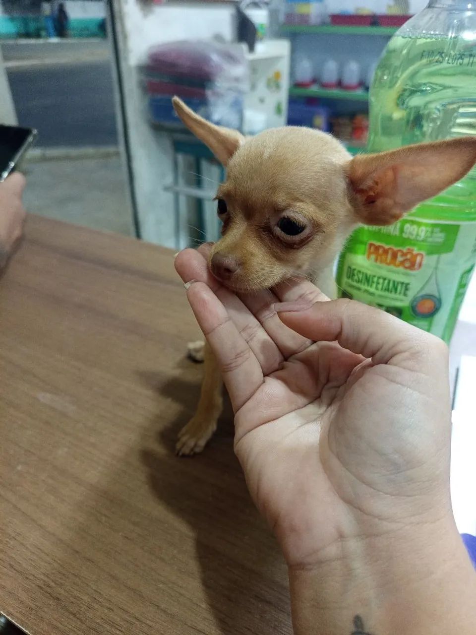 Filhote pinscher macho  - Foto 3