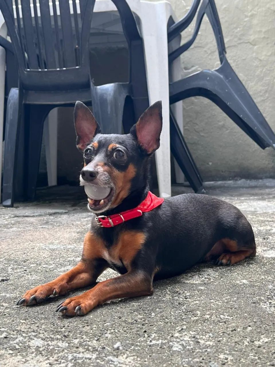 Adota-se Pinscher