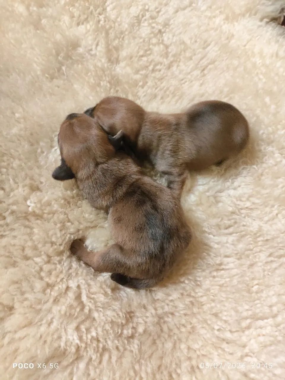 Basset dachshund  - Foto 2