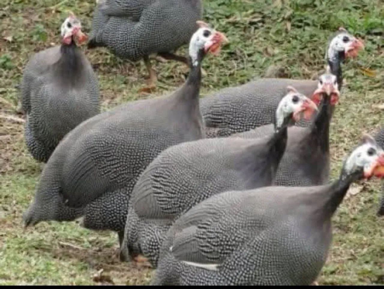 Galinha da Angola  - Foto 4