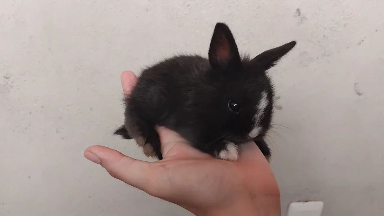 Filhotes mestiços Red Lion - Foto 3