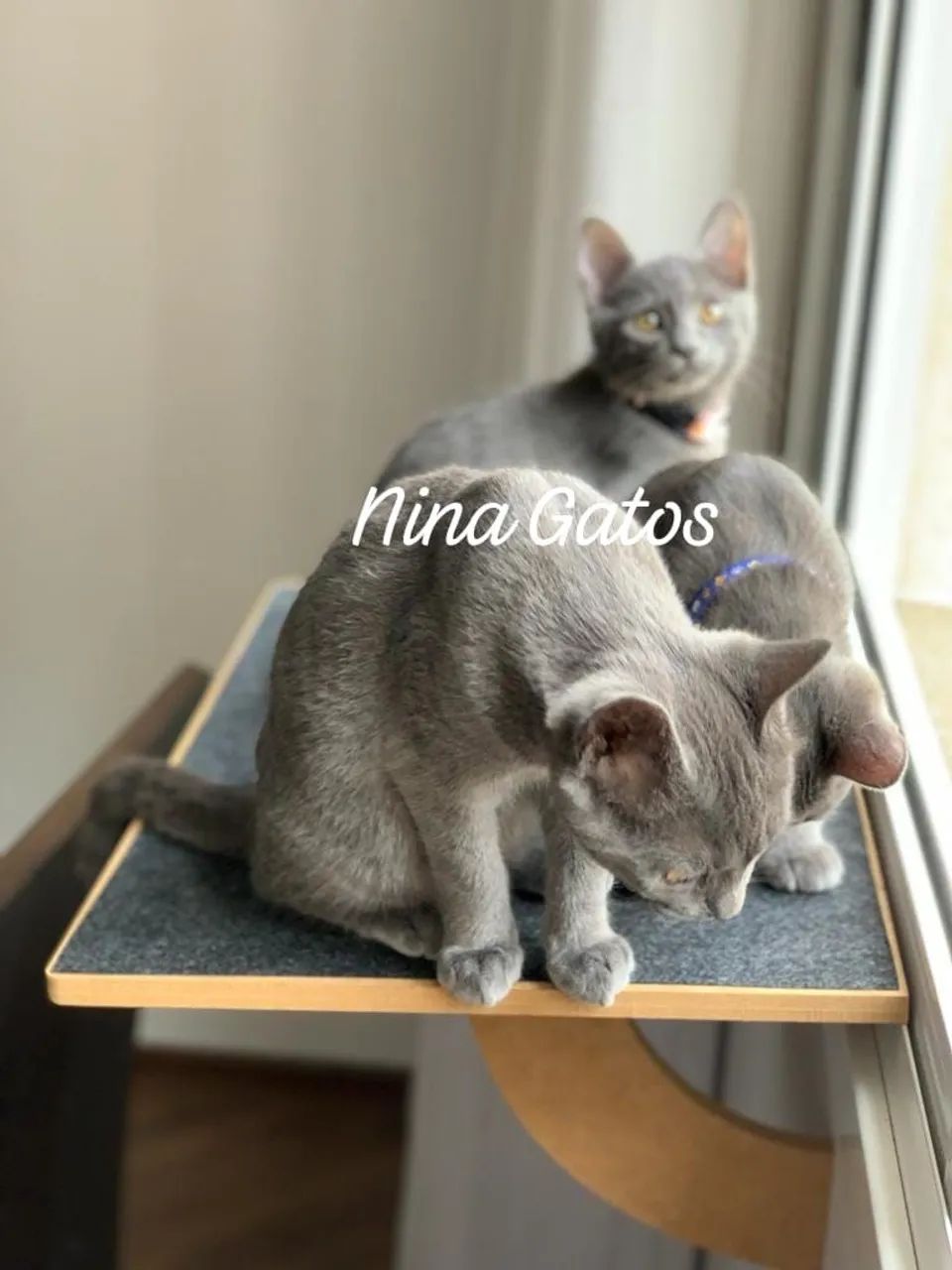 Chartreux filhotes  - Foto 4