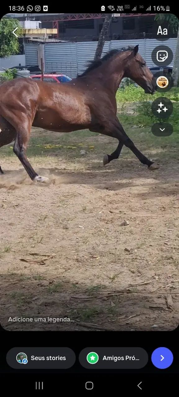 Cavalo de passeio - Foto 4