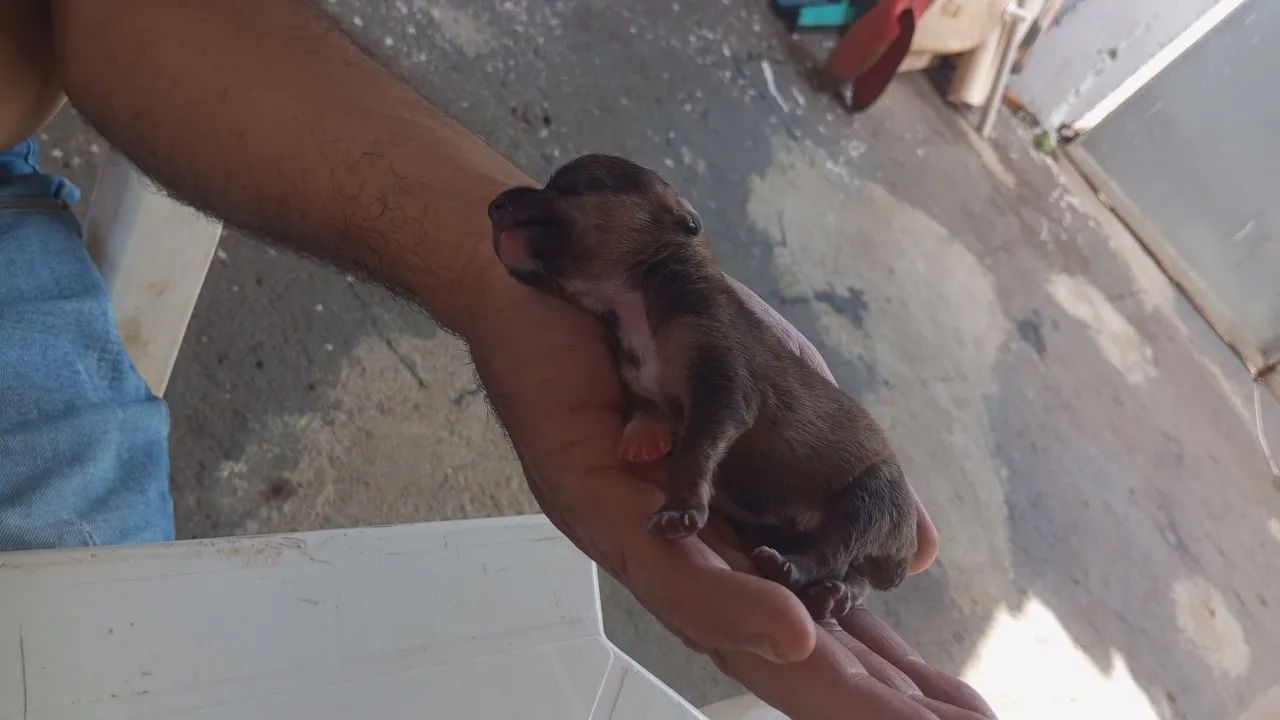 Cachorro Pinscher - Foto 2