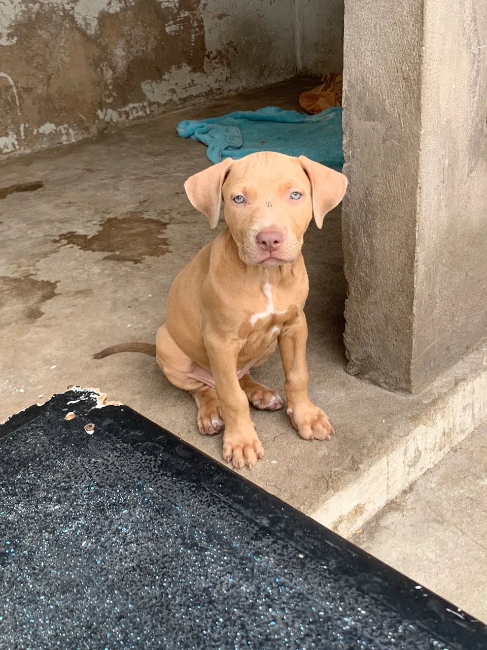 Filhote de pitbull ( fêmea)  - Foto 4