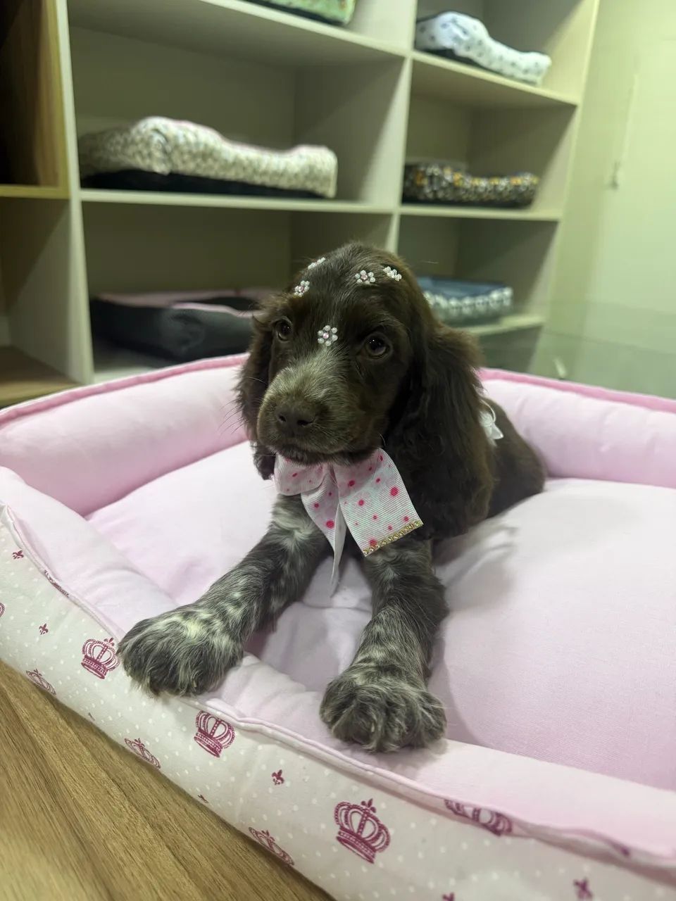 Cocker spaniel inglês - Foto 2