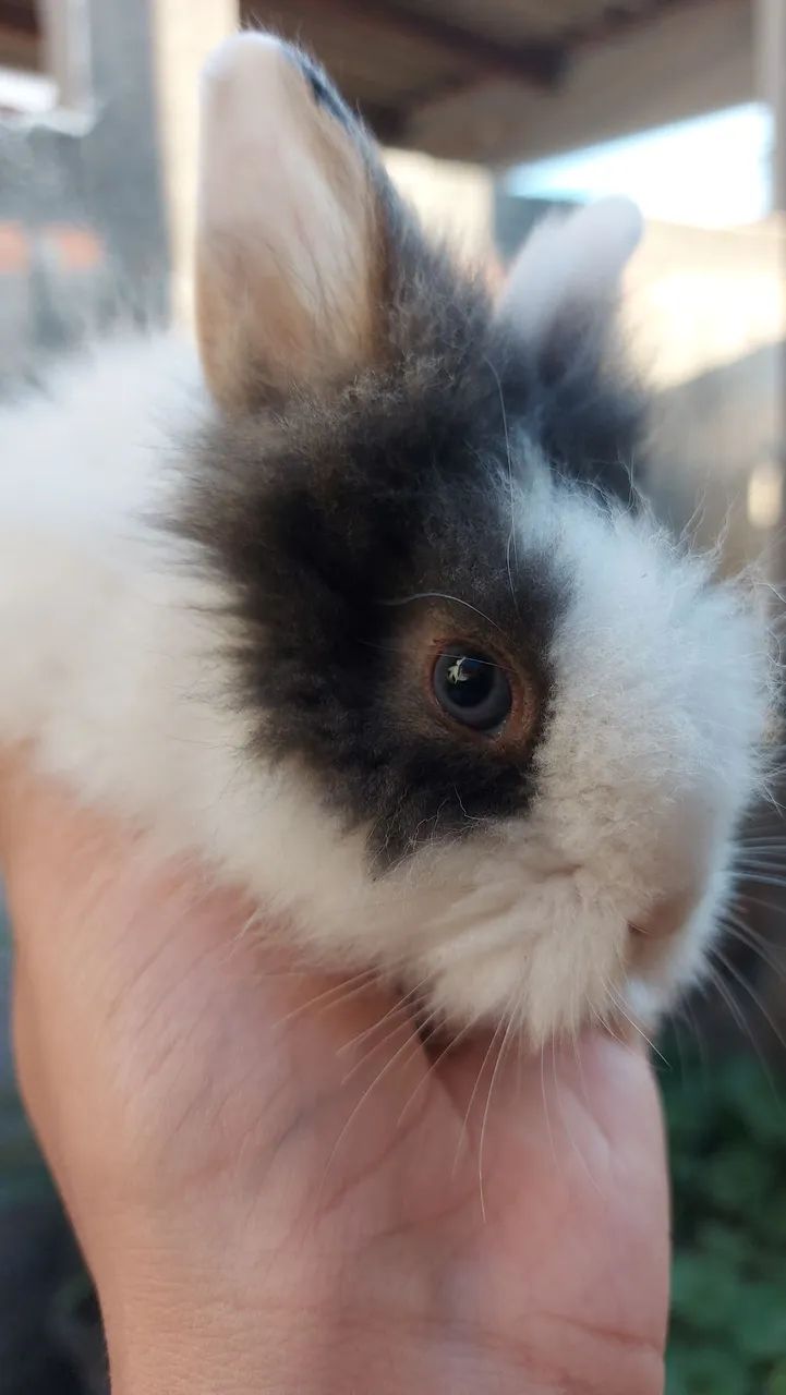 Filhotes Mini Lionhead em Curitiba preço especial por tempo limitado