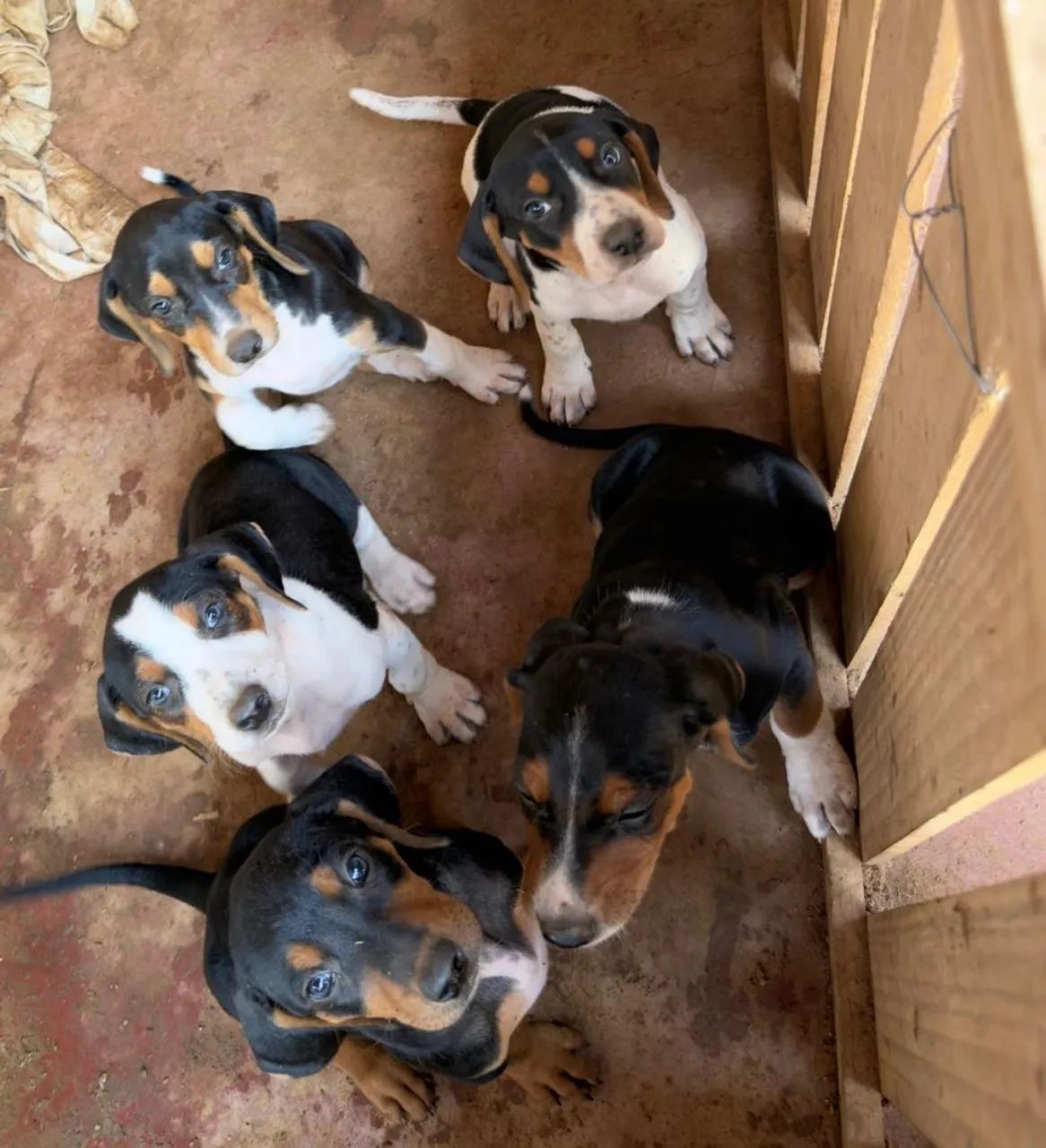 Cachorro Americano de caça