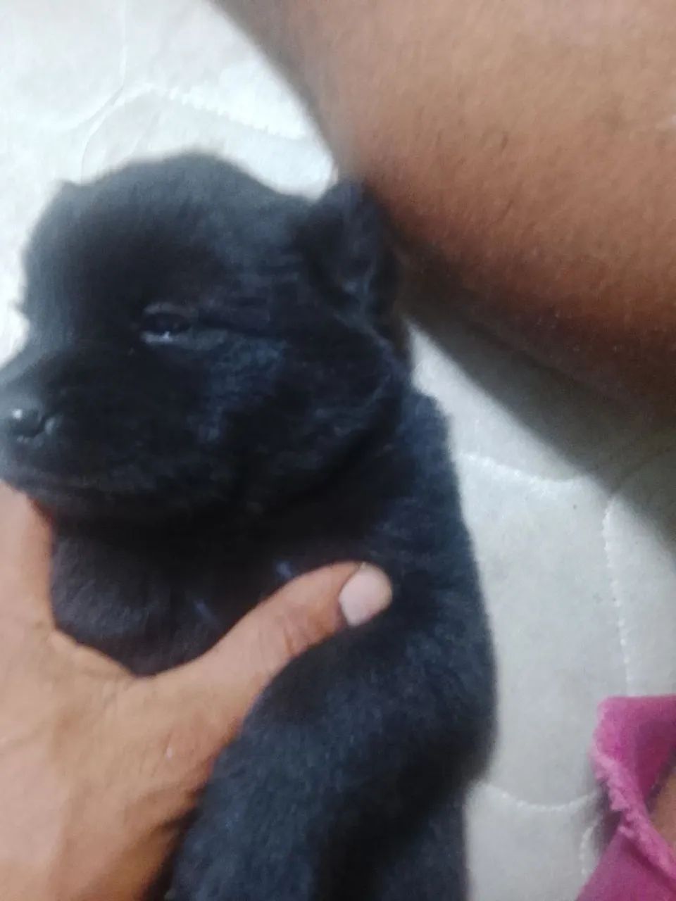 Filhote de cachorro Chow Chow - Foto 2