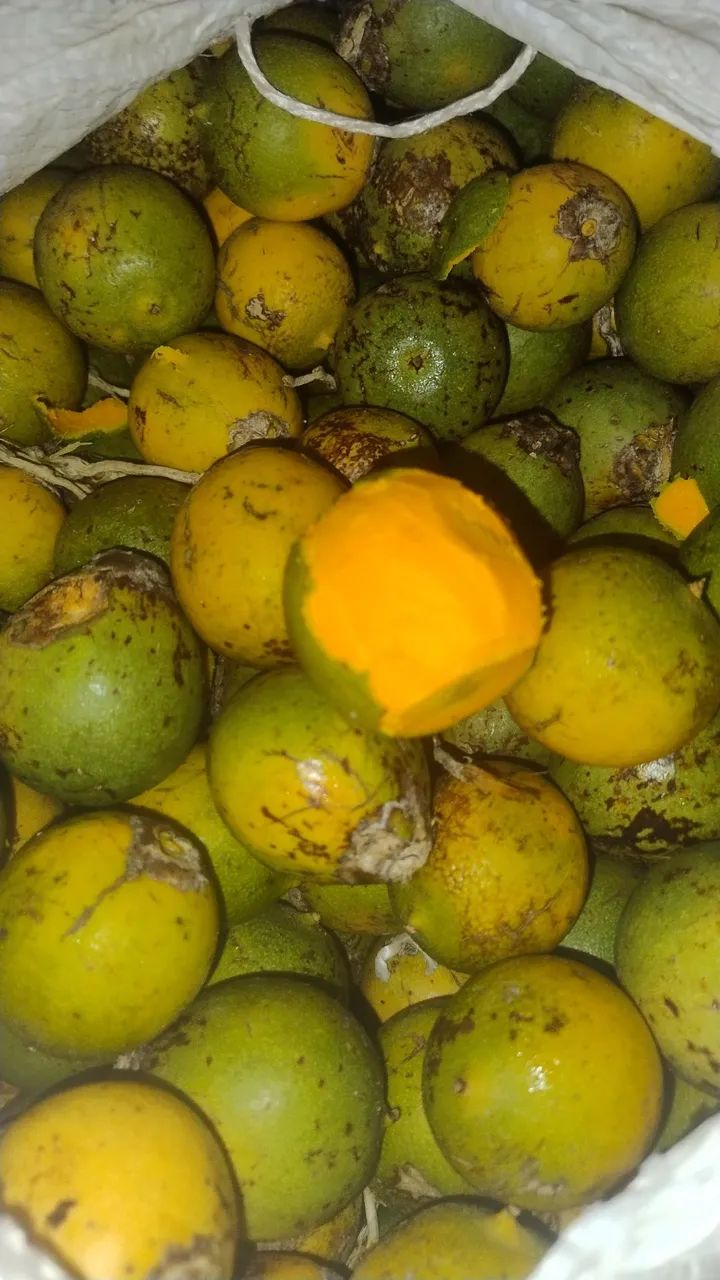 Tucumã topzeora de Manaus 