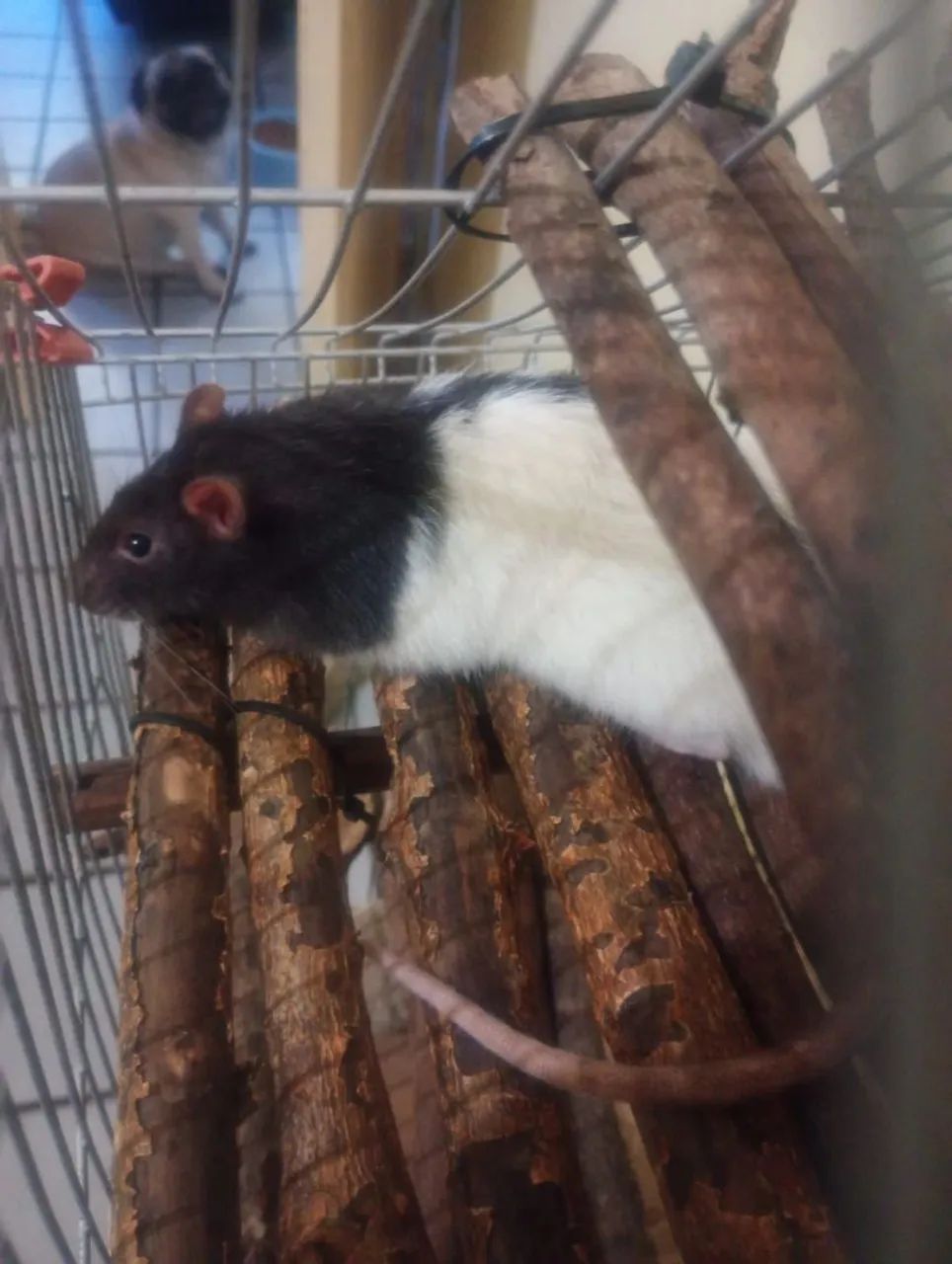 Rato de Laboratório Twister Hamster Mercol 