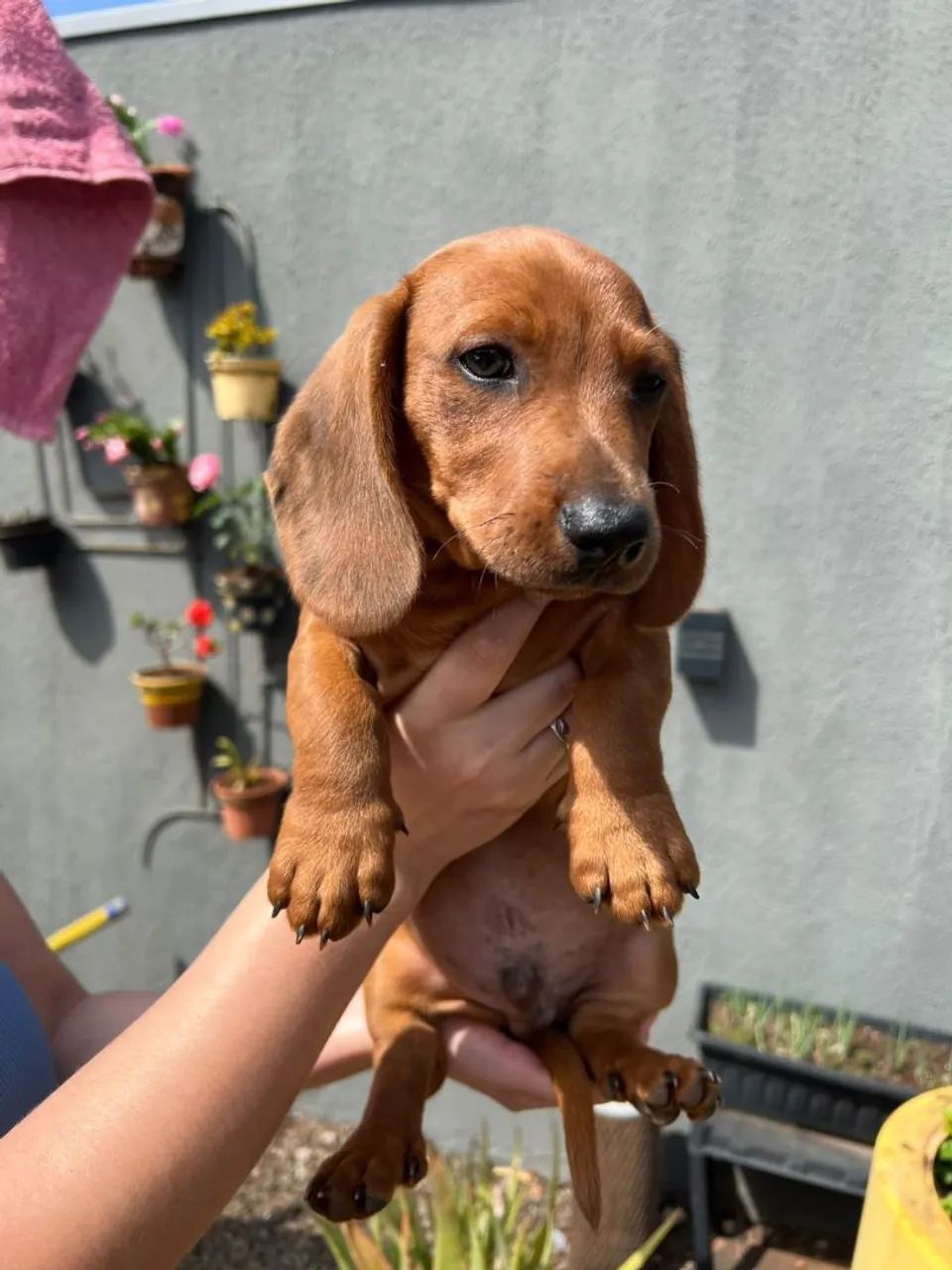 Filhotes Dachshund  - Foto 2
