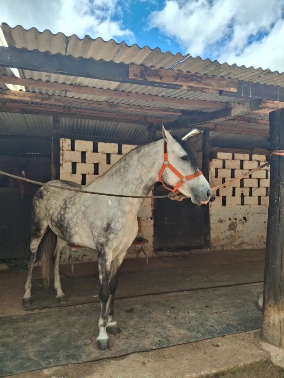 Cavalo de Sela - Mangalarga Marchador | Marcha Batida Genuína | ABCCMM - Foto 2
