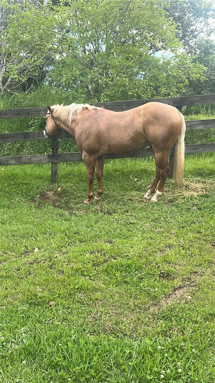 Cavalo 