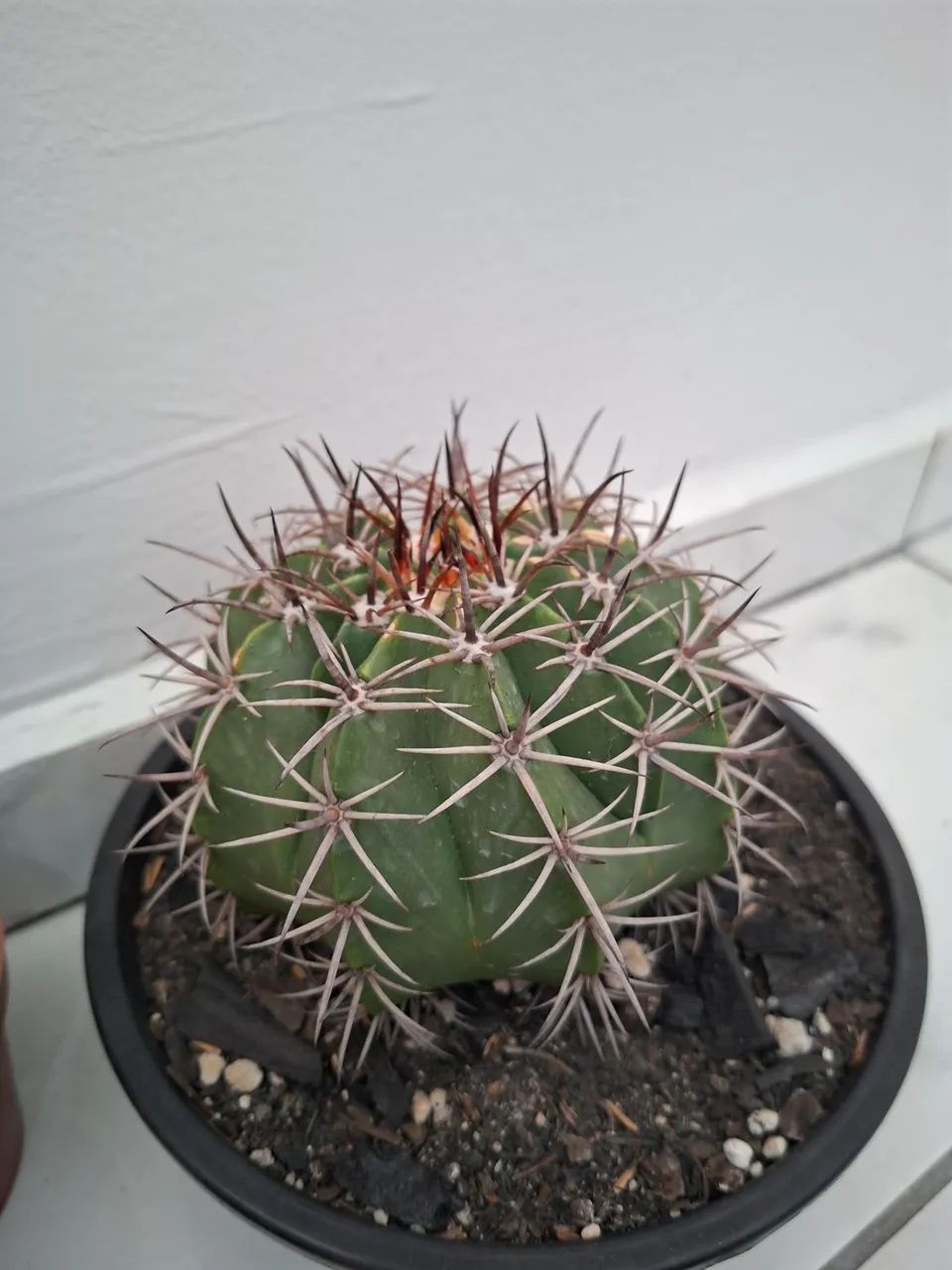 Cactos - Foto 5