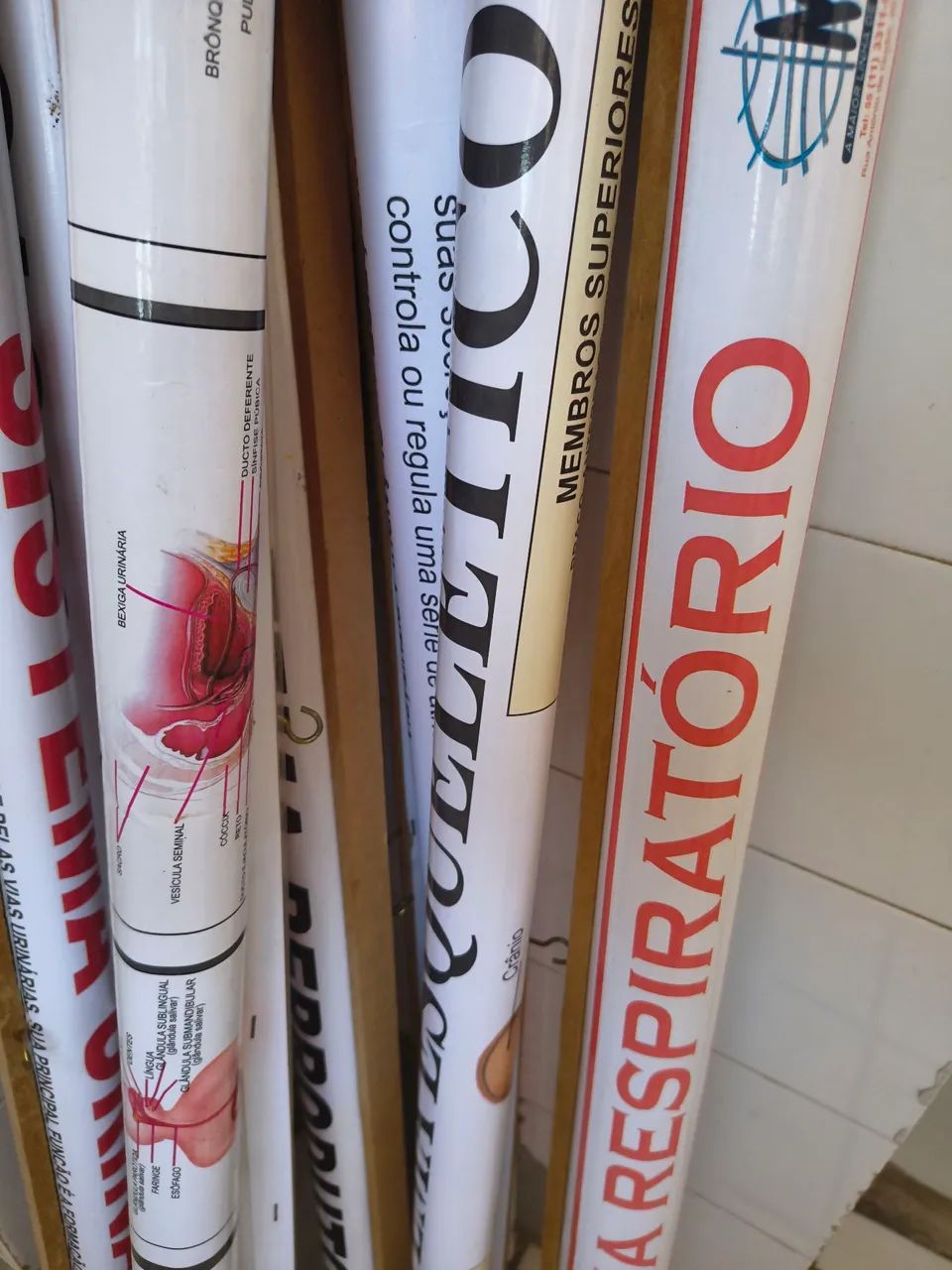 Mapas do corpo humano  - Foto 2