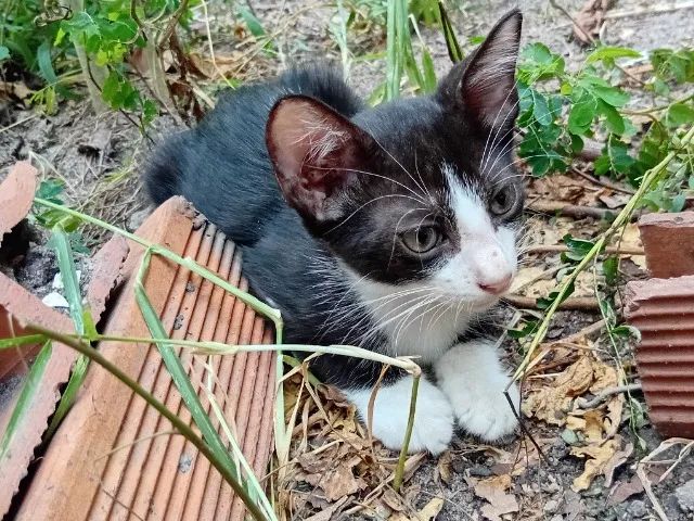 Gata filhote frajola fêmea cerca 2 meses - Foto 2