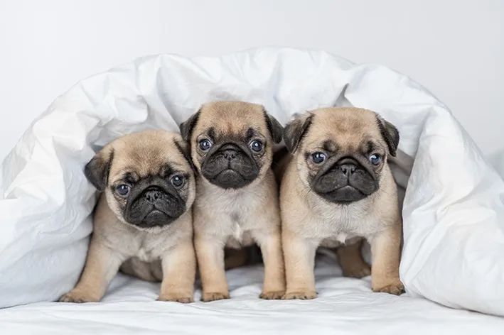 Pug macho disponível mine
