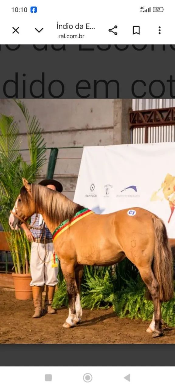 BARBADA, LINDO BAGUAL, CONFIRMADO MUITO MANSO. - Foto 5