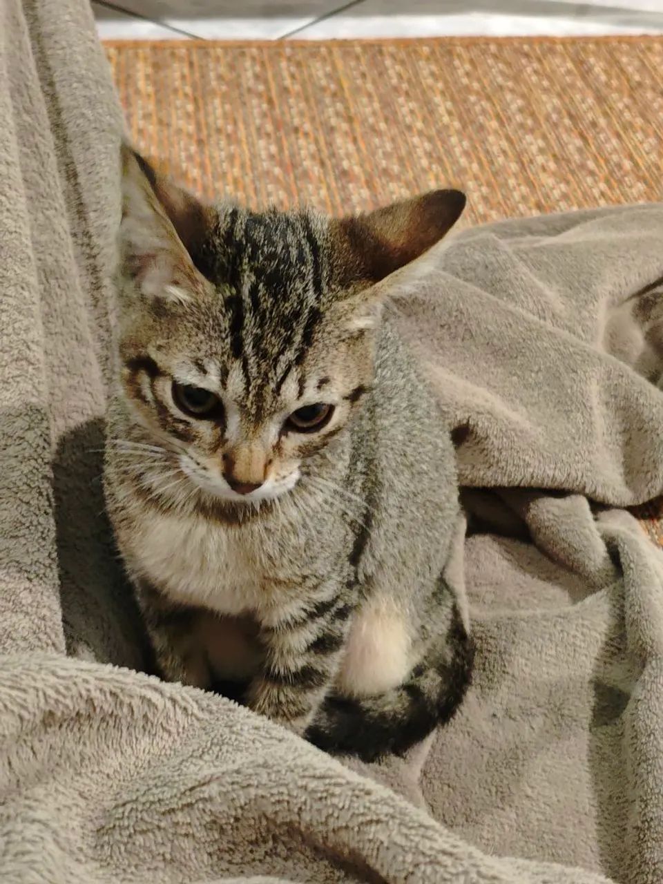 Gatinho para Adoção  - Foto 5