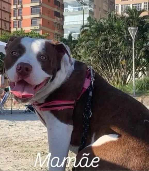 FILHOTES PITBULL  - Foto 2