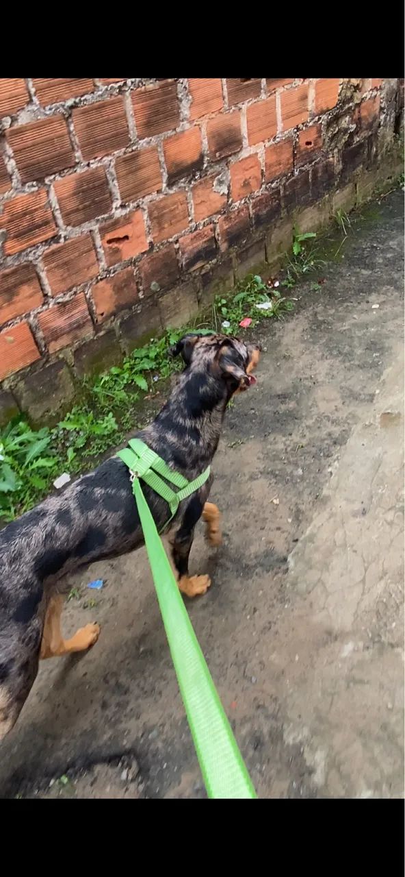 cachorro  - Foto 2