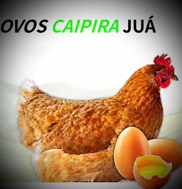 Ovos Caipiras  - Foto 5
