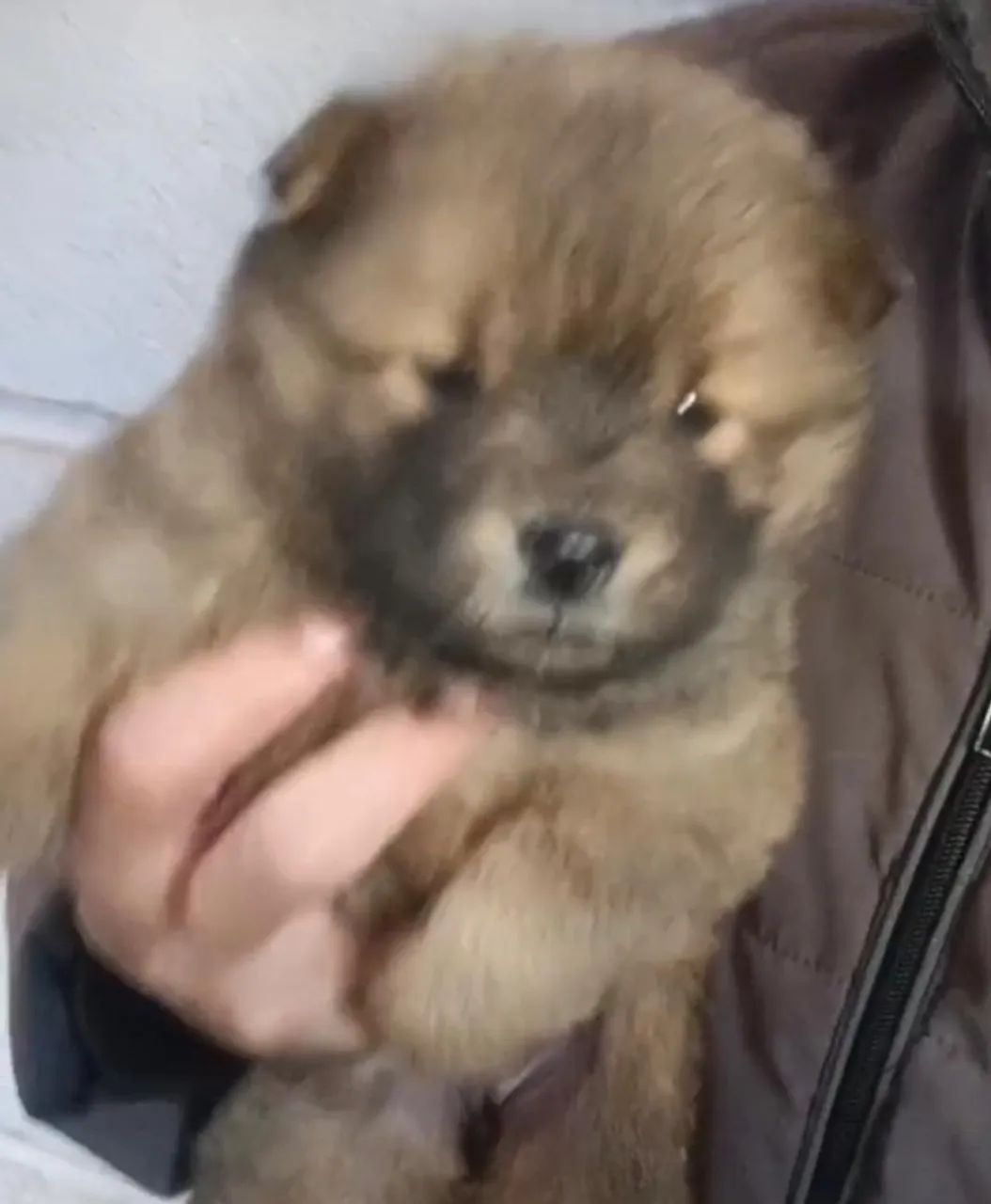 Chow chow filhote 