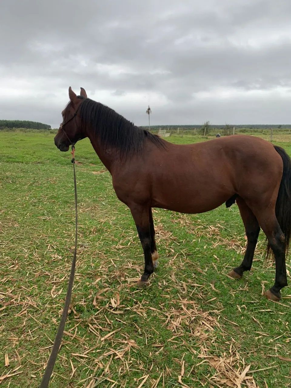 cavalo - Foto 4