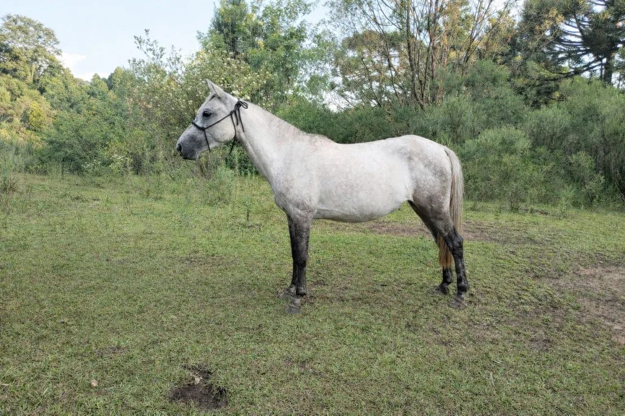 Cavalo égua tordilha mansa