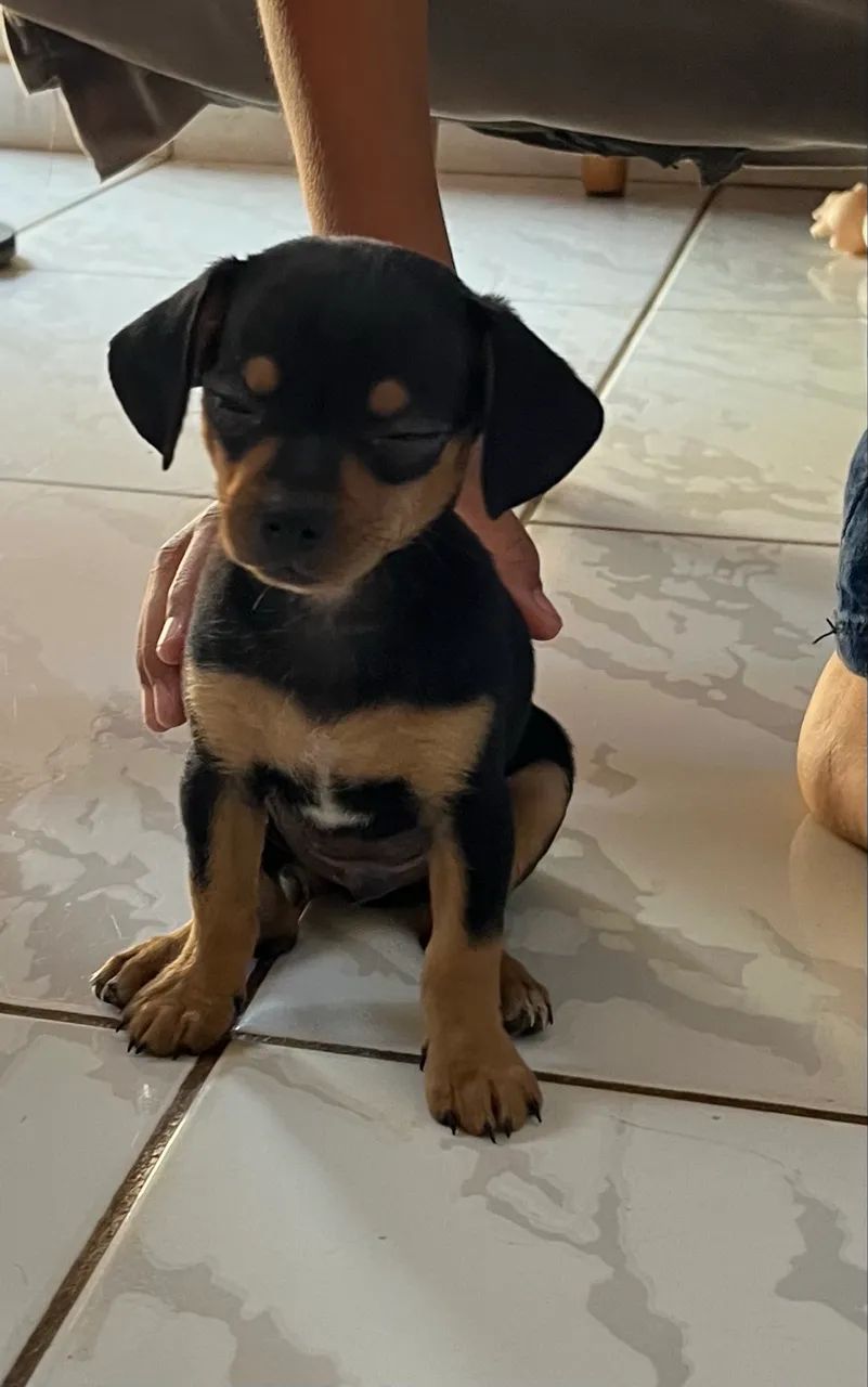 Filhote de Pinscher macho  - Foto 2