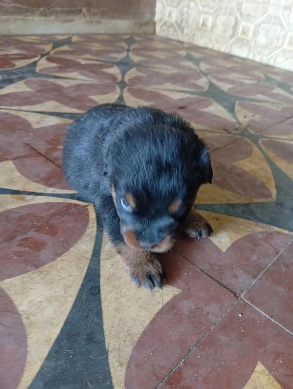 Filhotes de rottweiler  - Foto 2