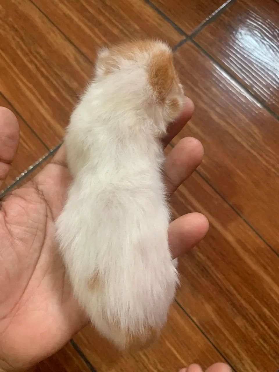Gato persa macho  - Foto 4