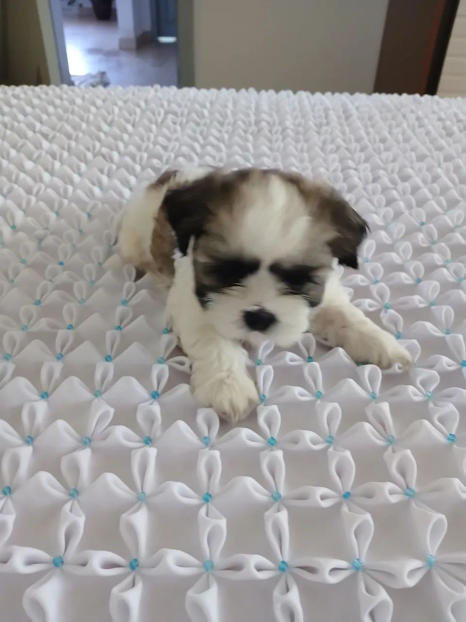 Pet - Foto 4