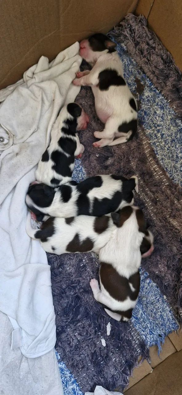 Filhotes de Shitzu Mini - Foto 3