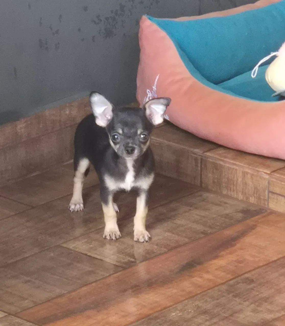 Chihuahua machinho 
