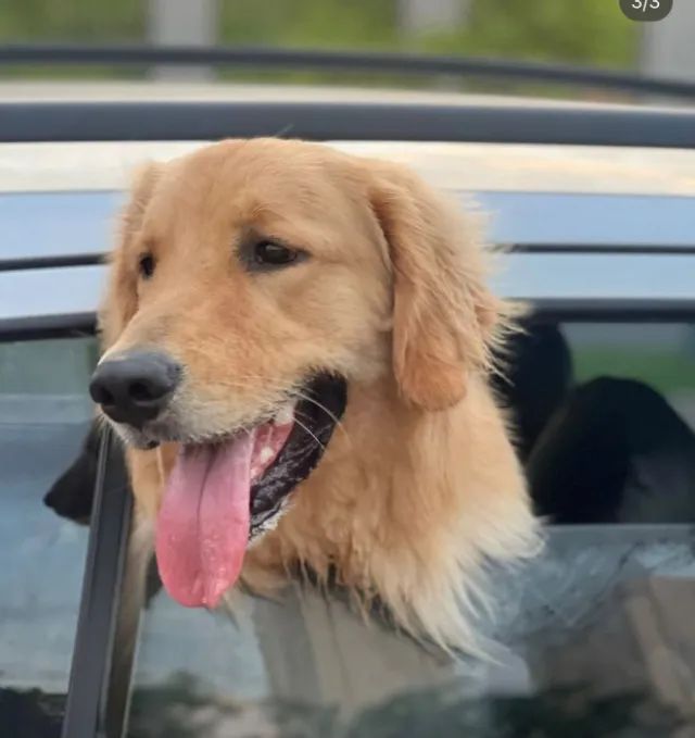 Cachorro  - Foto 4