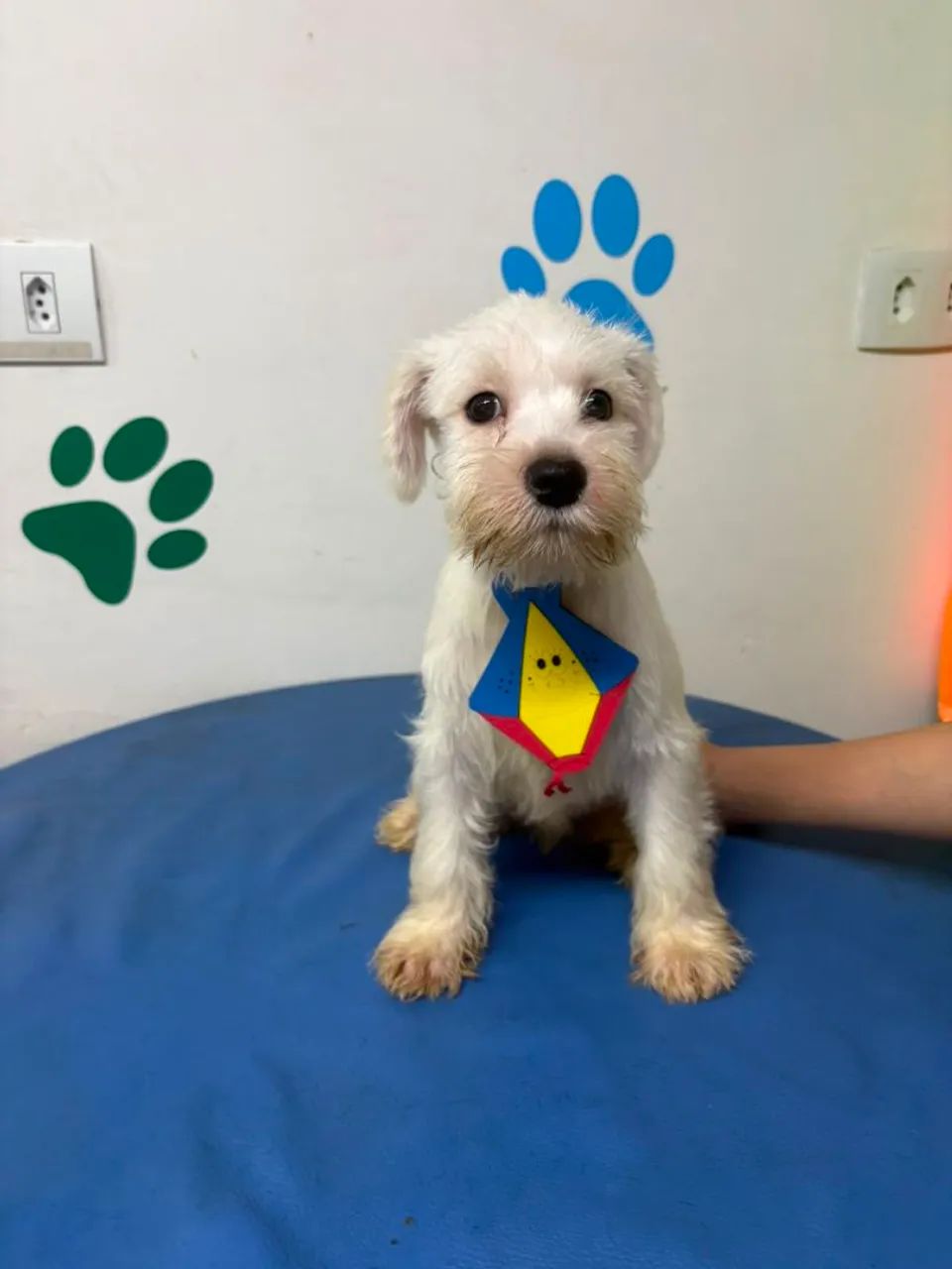 Animais de estimação  - Foto 4