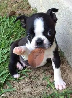 Boston Terrier 