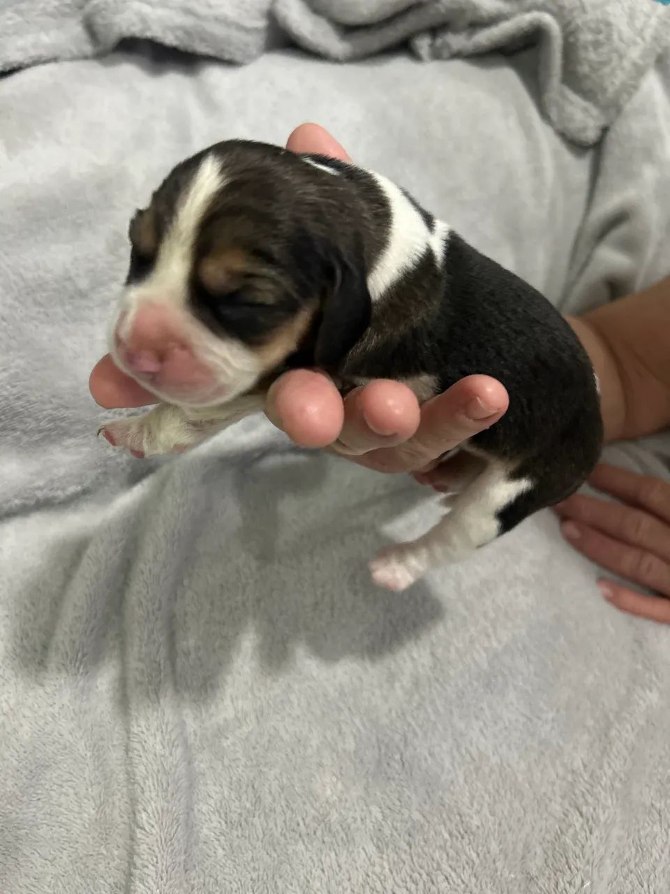 Filhotes de Beagle  - Foto 2