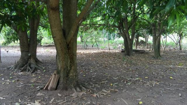 Chácara loteamento Nova Esperança - Foto 6