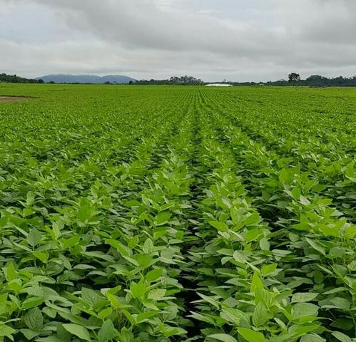 Fazenda com 5500 hectares em Mucajaí/RR. ler descrição do anuncio