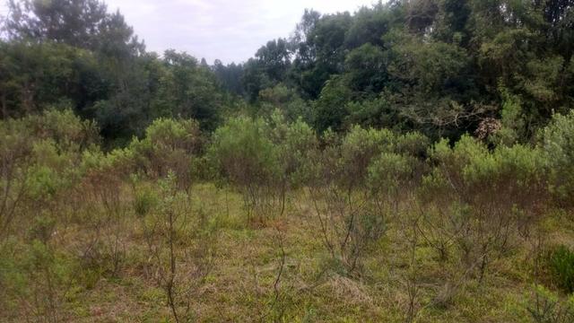 Ref. 1116 - Imperdível chácara de 22.385 m² no Poço Grande - Foto 5