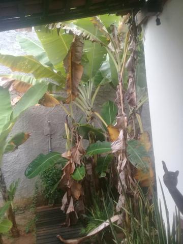 Vc sitio areia branca /mosqwueiro 250 mil - Foto 6