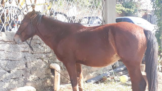 Cavalos crioulos